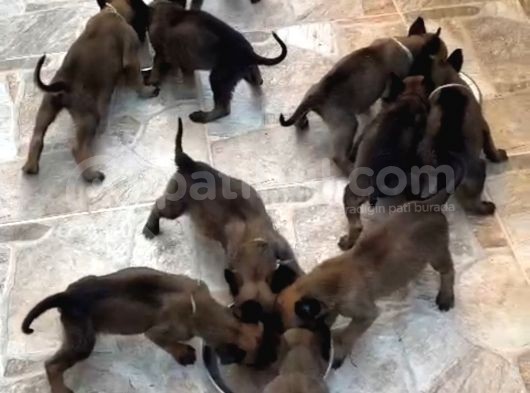 Sağlam Kan Anne Baba Malinois Yavruları