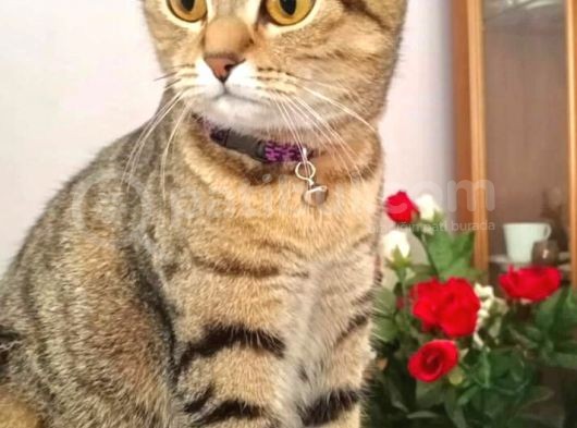 Scottish Fold Di̇şi̇ Kedi̇leri̇mi̇ Sahi̇plendi̇ri̇yorum görsel