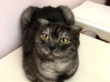 Scottish Fold Di̇şi̇ Kedi̇leri̇mi̇ Sahi̇plendi̇ri̇yorum