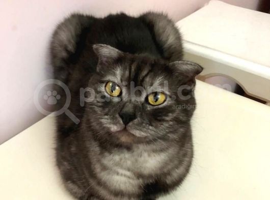 Scottish Fold Di̇şi̇ Kedi̇leri̇mi̇ Sahi̇plendi̇ri̇yorum görsel