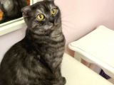Scottish Fold Di̇şi̇ Kedi̇leri̇mi̇ Sahi̇plendi̇ri̇yorum