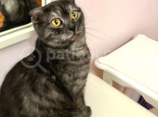 Scottish Fold Di̇şi̇ Kedi̇leri̇mi̇ Sahi̇plendi̇ri̇yorum görsel