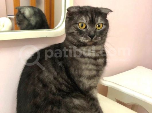 Scottish Fold Di̇şi̇ Kedi̇leri̇mi̇ Sahi̇plendi̇ri̇yorum görsel