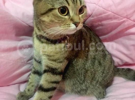 Scottish Fold Di̇şi̇ Kedi̇leri̇mi̇ Sahi̇plendi̇ri̇yorum