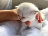 Scottish Fold Safkan Yavrular