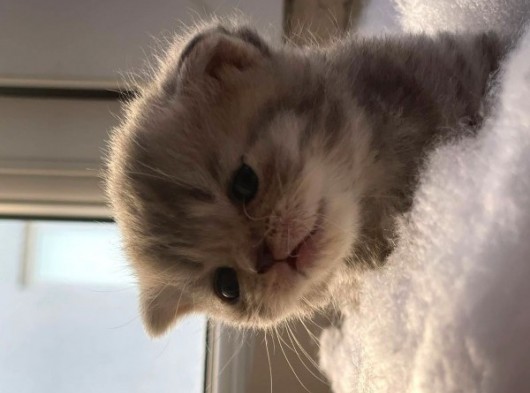 Scottish Fold Safkan Yavrular görsel