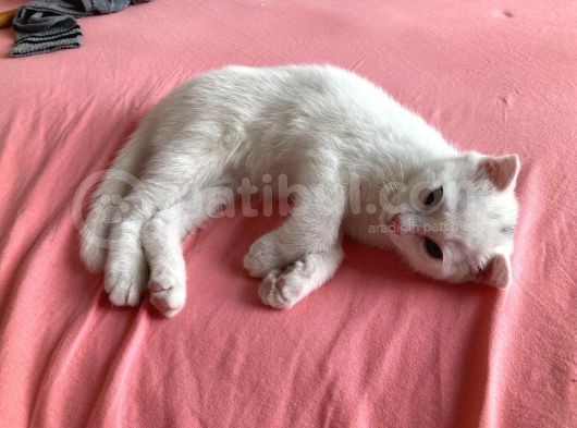 Scottish Fold Yavrumuza Yuva Arıyoruz! görsel