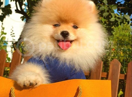 Show Kali̇te Pomerani̇an Boo Yavrular