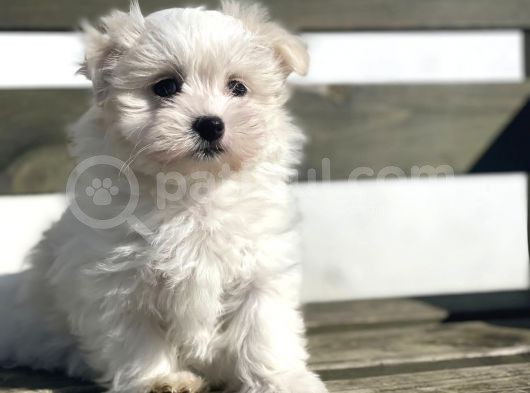 Show Kalite Maltese Terier Yavrular görsel