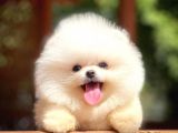 Ayı Surat Pomeranian Boo Yavrularımız