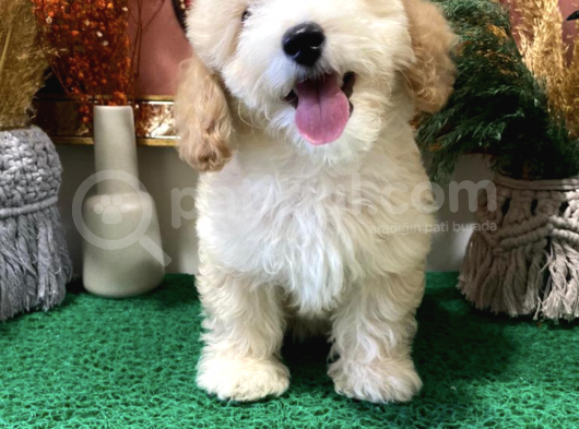 Dünyalar Tatlisi Malti̇poo Yavrulari görsel