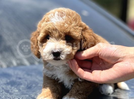 Show Kalite Maltipoo Bebekler