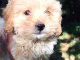 Dünyalar Tatlisi Malti̇poo Yavrulari