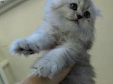 Scottish Fold'Un En Güzel Hali Longhair