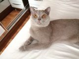 Erkek British Shorthair Kısırlaştırılmış 1 Yaşında