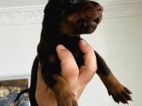 A Kalite Safkan Doberman Yavruları
