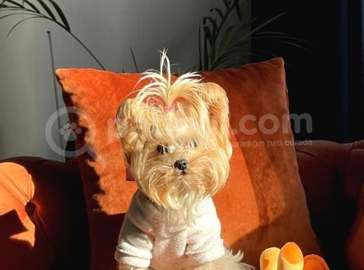 Çok Tatlı Mini Boy Yorkshire Terrier Yavruları görsel