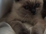 Scottish Fold