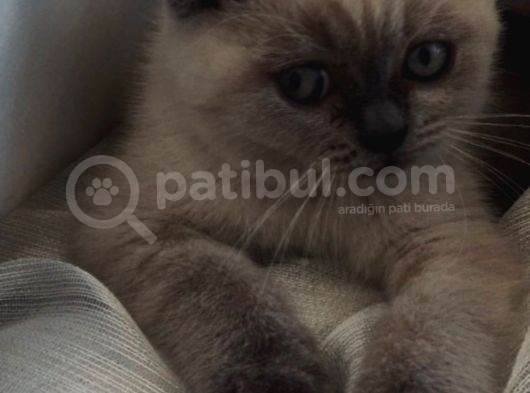Scottish Fold görsel