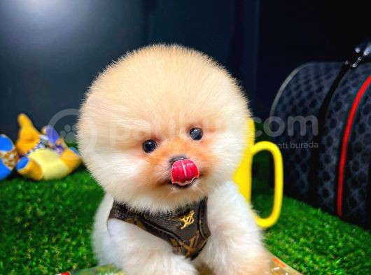 Ayı Surat Pomeranian Boo Yavrularımız