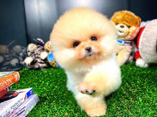 Ayı Surat Pomeranian Boo Yavrularımız görsel