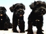 Türki̇ye De Tek Resmi̇ Üreti̇ci̇si̇nden Mi̇nyatür Schnauzer Yavrular