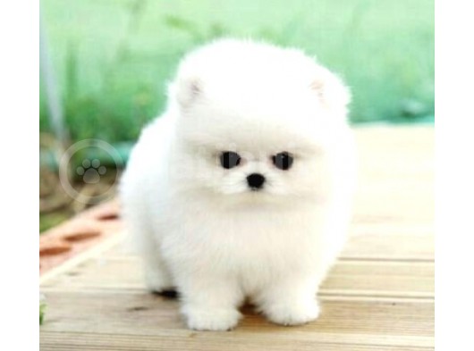 Aa Kalite Safkan  Pomeranian Oğlumuz