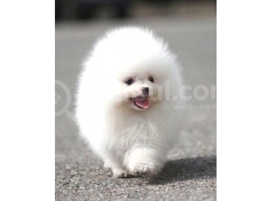 Aa Kalite Safkan  Pomeranian Oğlumuz görsel