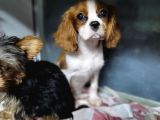 Cavalier King Charles Yavru