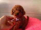 Safkan Toy Poodle Yavrularımız