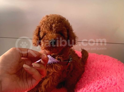 Safkan Toy Poodle Yavrularımız görsel
