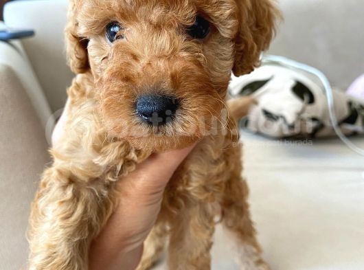 2 Aylık Toy Poodle