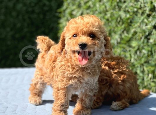 Di̇şi̇ Mi̇ni̇ Toy Poodle Yavrular görsel