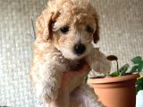 Toy Poodle  Ve Malti̇po