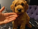 Ev Ortaminda Erkek Cavapoo Yavrularimiz