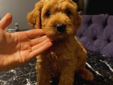 Ev Ortaminda Erkek Cavapoo Yavrularimiz