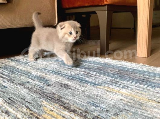 Safkan Anne Ve Babadan Scottish Fold Ve British Shorthair Yavrular görsel