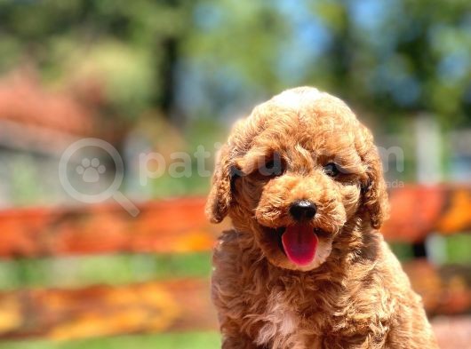 Show Kali̇te Toy Poodle Bebekler