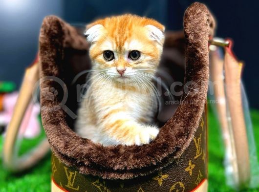 Safkan Scottish Fold Yavrumuz görsel
