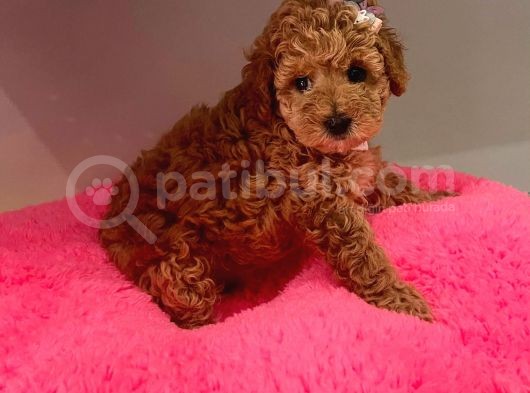 Safkan Toy Poodle Yavrularımız görsel