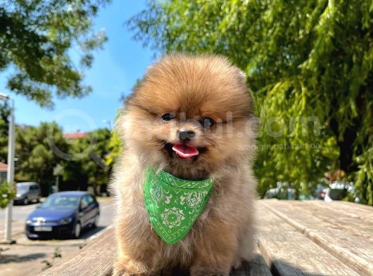 Safkan Pomeranian Boo Yavrularımız görsel