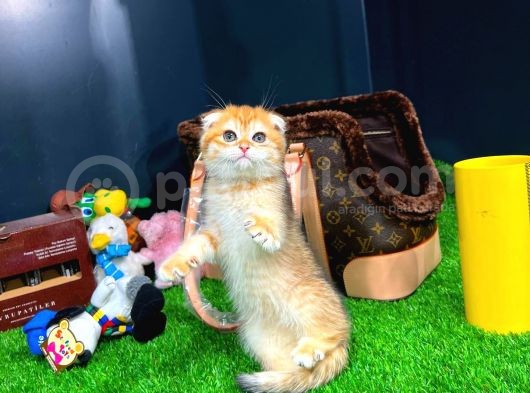 Safkan Scottish Fold Yavrumuz görsel