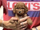 Show Kalite Maltipoo Bebekler