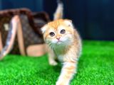 Safkan Scottish Fold Yavrumuz