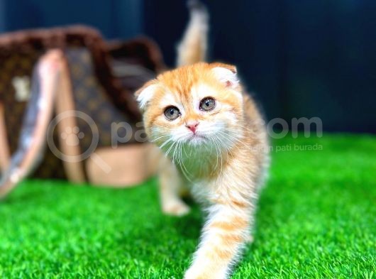 Safkan Scottish Fold Yavrumuz görsel