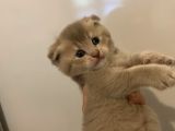 Safkan Anne Ve Babadan Scottish Fold Ve British Shorthair Yavrular