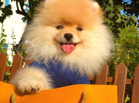 Show Kali̇te Pomerani̇an Boo Yavrular görsel