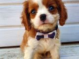 Mükemmel Kalite Cavalier Yavrular