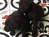 Chocolate Labrador