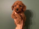 Red Toypoodle Di̇şi̇ Yavrumuz